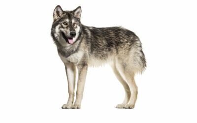 Il Northern Inuit: fascino selvaggio e cuore fedele