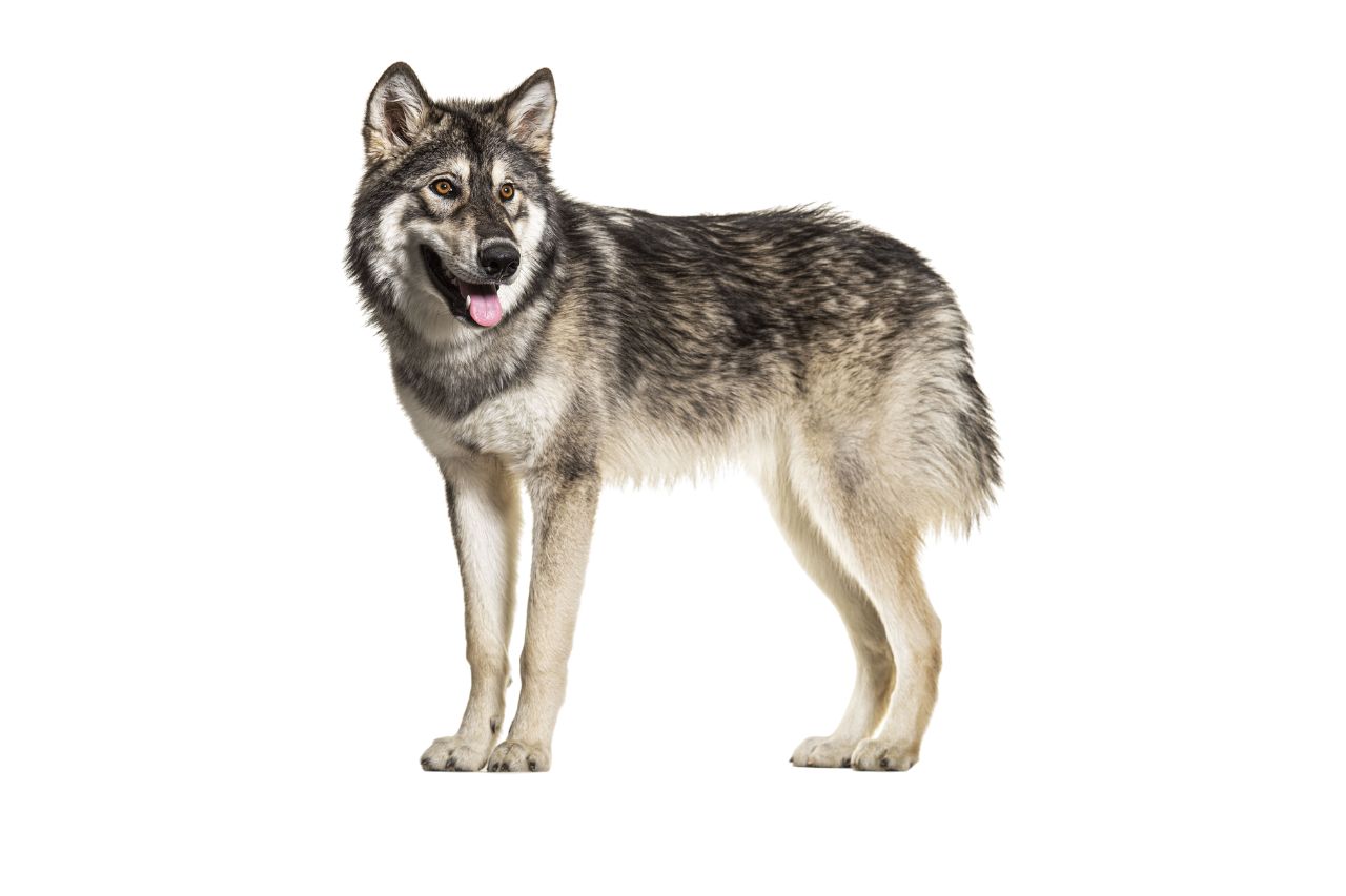 Northern Inuit