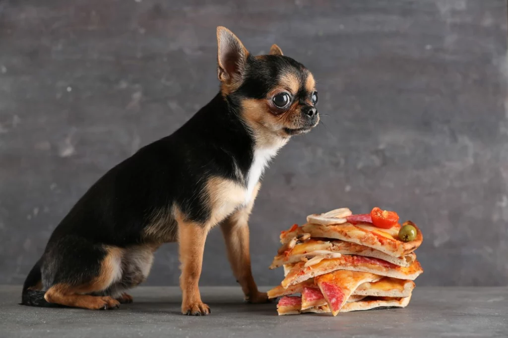 Il cane può mangiare la pizza?