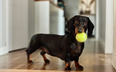 Sindrome del cane di piccola taglia: comprendere e gestire sintomi, cause e trattamento