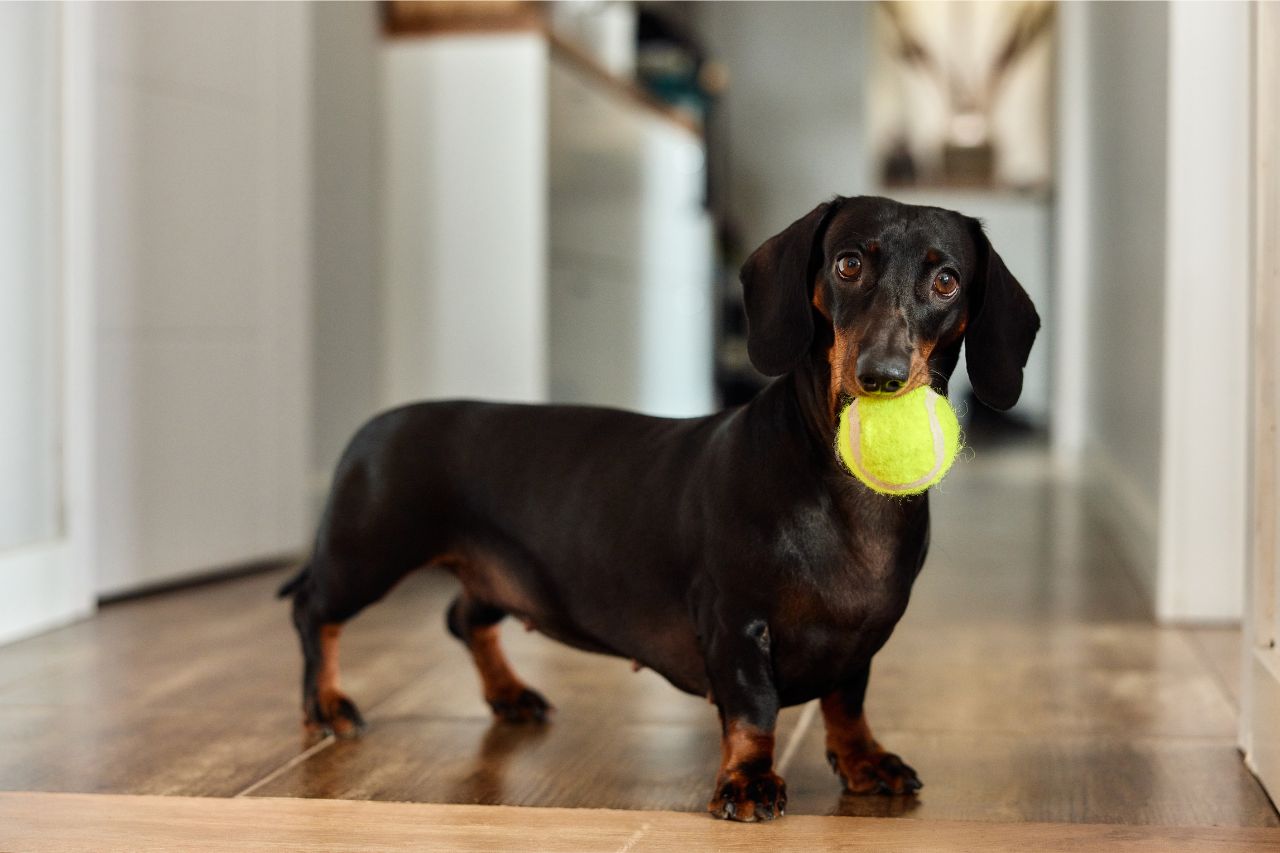 Sindrome del cane di piccola taglia