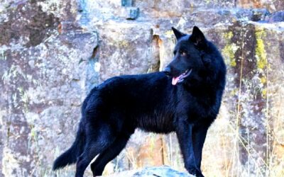 Calupoh: alla scoperta del misterioso Cane Lupo Messicano