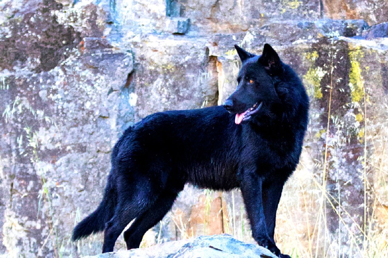 Calupoh