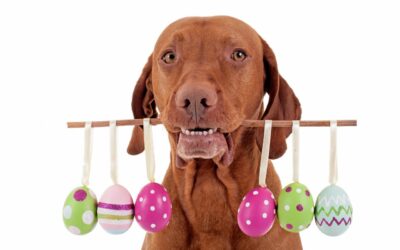 Canovo: l’uovo di Pasqua per cani