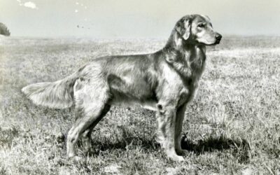La storia del Golden Retriever