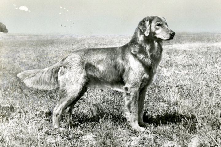 Storia del Golden Retriever