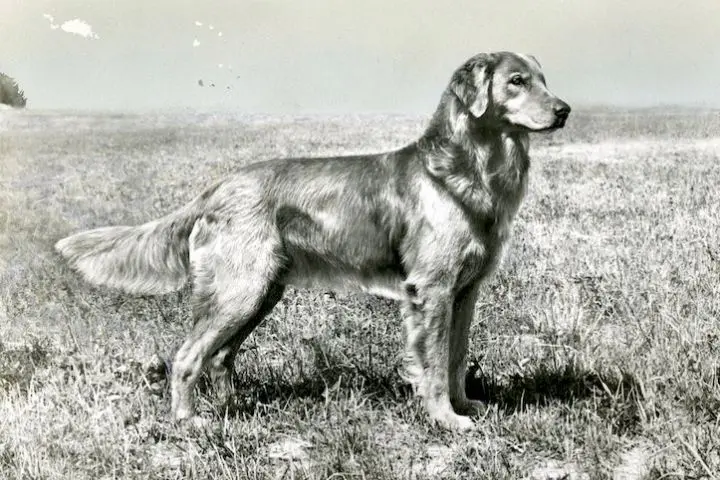 La storia del Golden Retriever