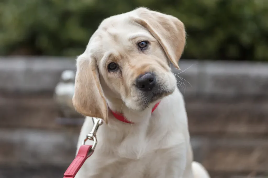 Labrador Retriever