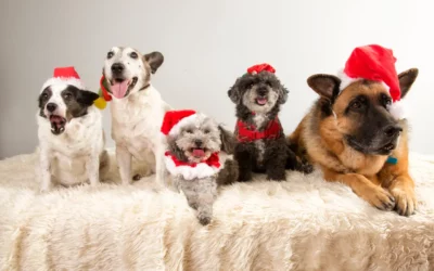 Quali sono i cani più natalizi?