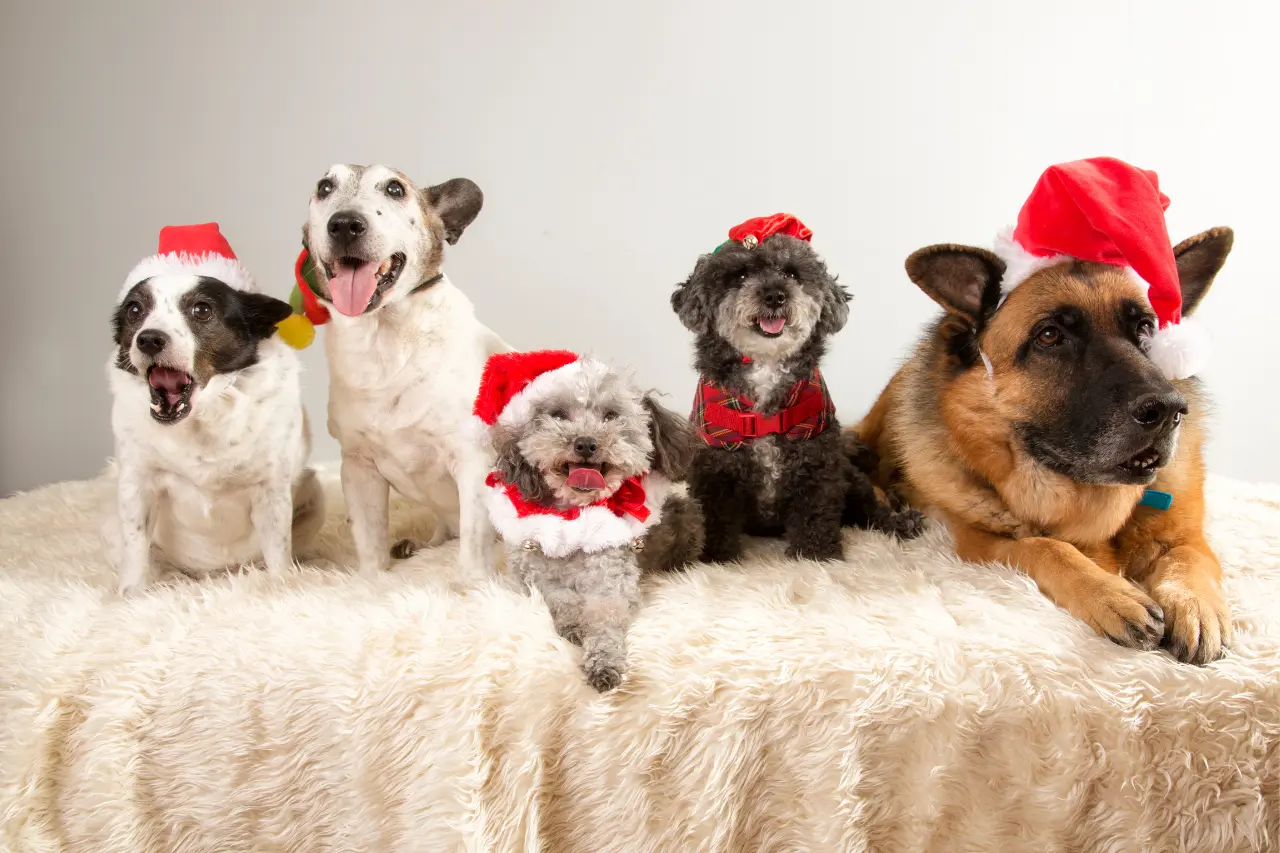 I cani più natalizi I cani più natalizi