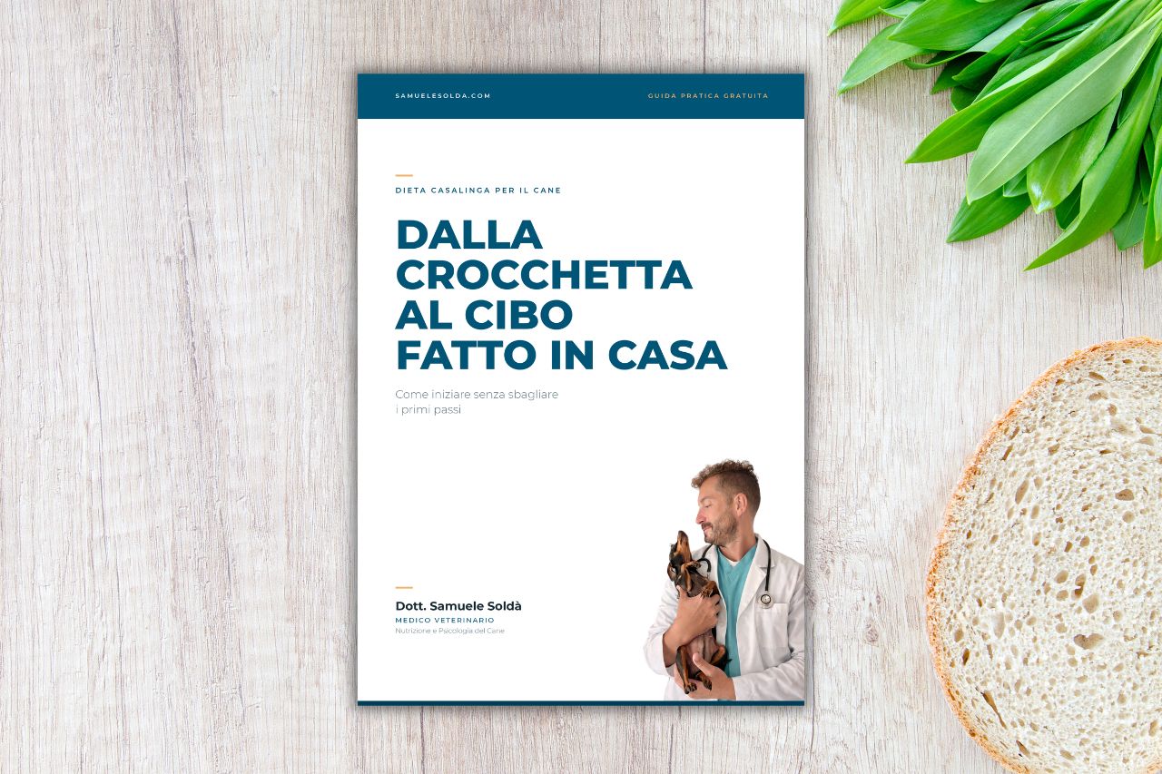 Come passare dalle crocchette alla dieta casalinga Come passare dalle crocchette alla dieta casalinga