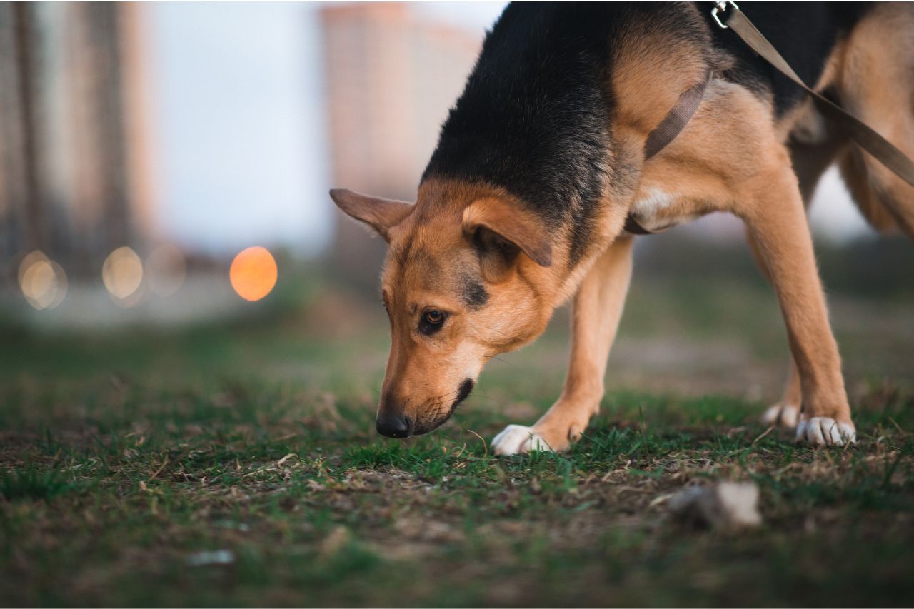 passeggiata antistress cane