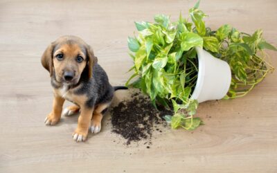 Oltre l’addestramento: le vere cause (invisibili) dietro il comportamento del tuo cane