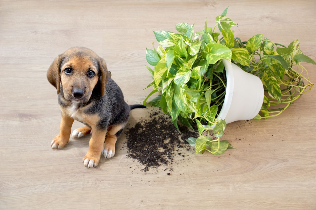 problemi comportamentali cane problemi comportamentali cane