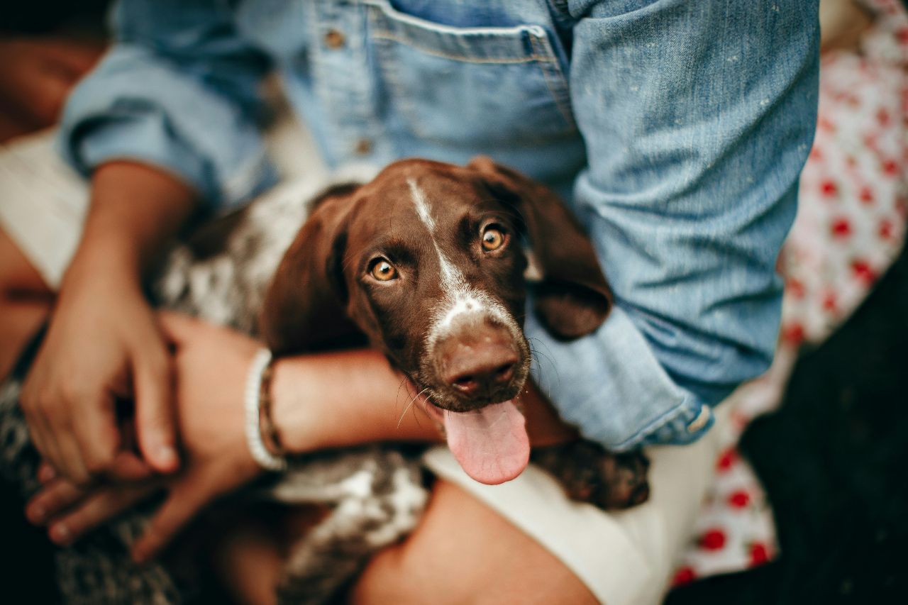 nomi per cani nomi per cani