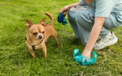 Feci molli nel cane: quando dipende da cosa mangia