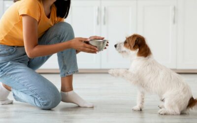 Quanto deve mangiare un cane al giorno
