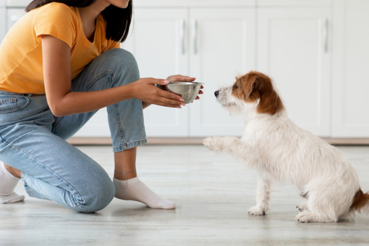 Quanto deve mangiare un cane al giorno Ragazza inginocchiata che porge una ciotola di cibo a un Jack Russell seduto sul pavimento della cucina